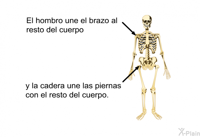 El hombro une el brazo al resto del cuerpo y la cadera une las piernas con el resto del cuerpo.