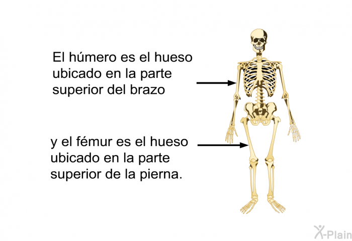 El hmero es el hueso ubicado en la parte superior del brazo y el fmur es el hueso ubicado en la parte superior de la pierna.