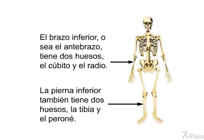 El brazo inferior, o sea el antebrazo, tiene dos huesos, el cbito y el radio. La pierna inferior tambin tiene dos huesos, la tibia y el peron.