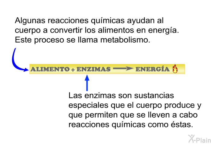 Algunas reacciones qumicas ayudan al cuerpo a convertir los alimentos en energa. Este proceso se llama metabolismo. Las enzimas son sustancias especiales que el cuerpo produce y que permiten que se lleven a cabo reacciones qumicas como stas.