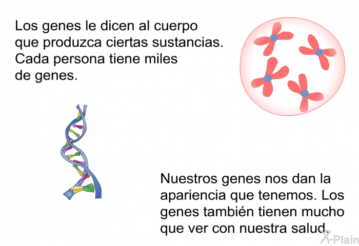 Los genes le dicen al cuerpo que produzca ciertas sustancias. Cada persona tiene miles de genes. Nuestros genes nos dan la apariencia que tenemos. Los genes tambin tienen mucho que ver con nuestra salud.