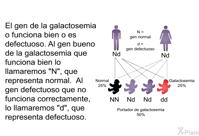 El gen de la galactosemia o funciona bien o es defectuoso. Al gen bueno de la galactosemia que funciona bien lo llamaremos N, que representa normal. Al gen defectuoso que no funciona correctamente, lo llamaremos “d”, que representa defectuoso.