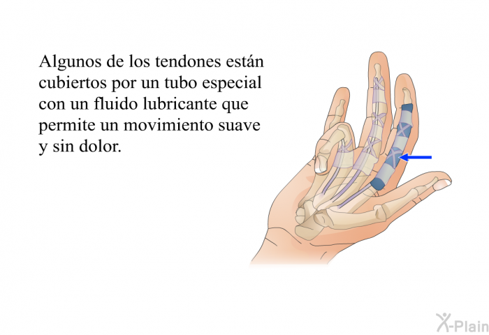 Algunos de los tendones estn cubiertos por un tubo especial con un fluido lubricante que permite un movimiento suave y sin dolor.