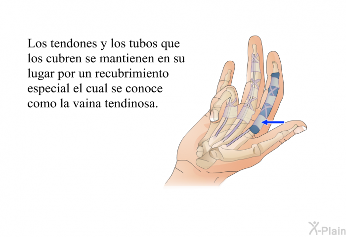 Los tendones y los tubos que los cubren se mantienen en su lugar por un recubrimiento especial el cual se conoce como la <I>vaina tendinosa</I>.