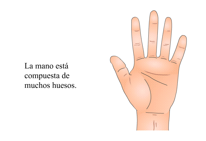 La mano est compuesta de muchos huesos.