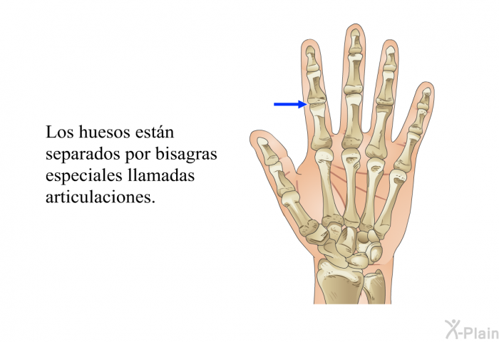 Los huesos estn separados por bisagras especiales llamadas articulaciones.