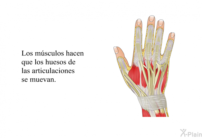 Los msculos hacen que los huesos de las articulaciones se muevan.