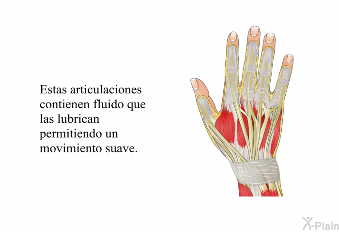 Estas articulaciones contienen fluido que las lubrican permitiendo un movimiento suave.