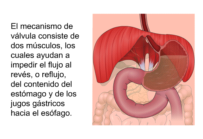 El mecanismo de vlvula consiste de dos msculos, los cuales ayudan a impedir el flujo al revs, o reflujo, del contenido del estmago y de los jugos gstricos hacia el esfago.