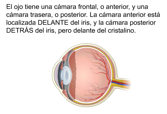 El ojo tiene una cmara frontal, o anterior, y una cmara trasera, o posterior. La cmara anterior est localizada DELANTE del iris, y la cmara posterior DETRÁS del iris, pero delante del cristalino.