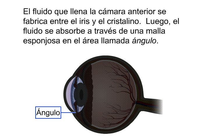 El fluido que llena la cmara anterior se fabrica entre el iris y el cristalino. Luego, el fluido se absorbe a travs de una malla esponjosa en el rea llamada <I>ngulo</I>.