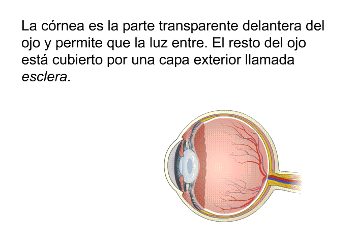 La crnea es la parte transparente delantera del ojo y permite que la luz entre. El resto del ojo est cubierto por una capa exterior llamada <I>esclera</I>.
