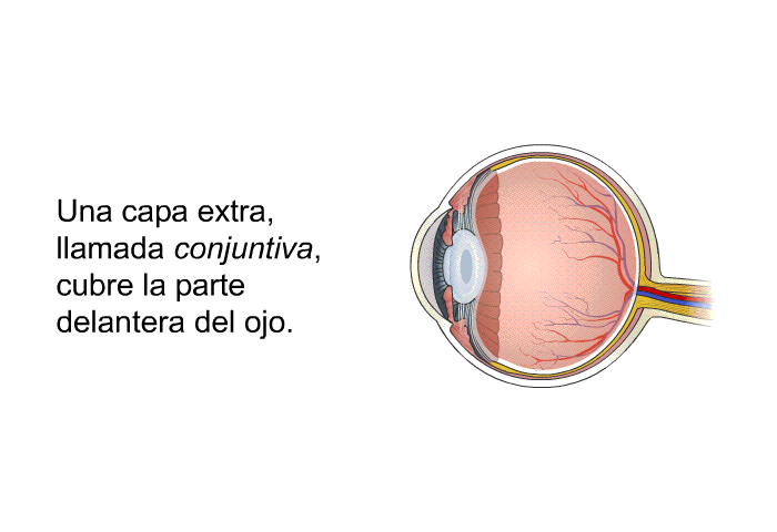 Una capa extra, llamada<I> conjuntiva,</I> cubre la parte delantera del ojo.