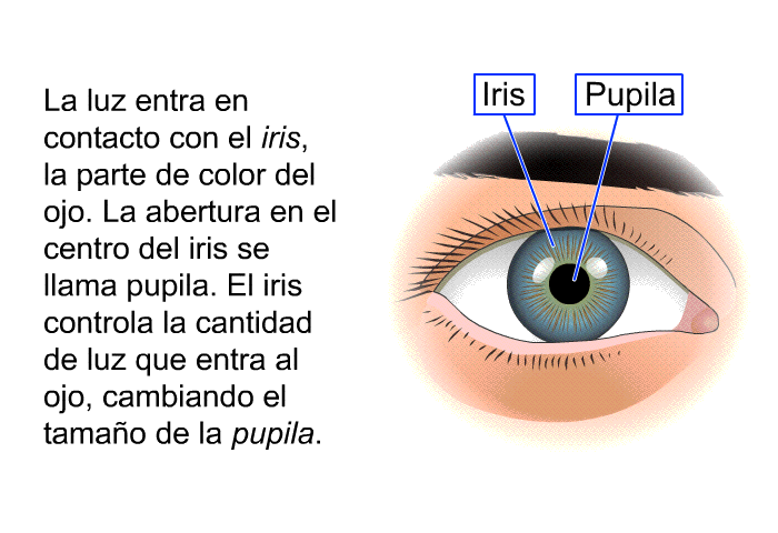La luz entra en contacto con el <I>iris</I>, la parte de color del ojo. La abertura en el centro del iris se llama <I>pupila</I>. El iris controla la cantidad de luz que entra al ojo, cambiando el tamao de la pupila.