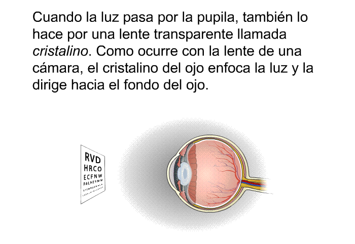 Cuando la luz pasa por la pupila, tambin lo hace por una lente transparente llamada cristalino. Como ocurre con la lente de una cmara, el cristalino del ojo enfoca la luz y la dirige hacia el fondo del ojo.