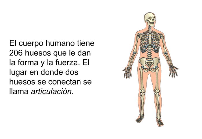 El cuerpo humano tiene 206 huesos que le dan la forma y la fuerza. El lugar en donde dos huesos se conectan se llama <I>articulacin</I>.