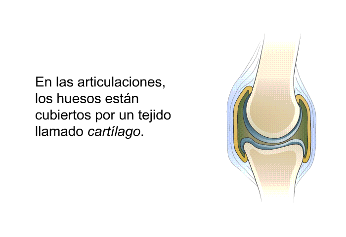 En las articulaciones, los huesos estn cubiertos por un tejido llamado <I>cartlago</I>.