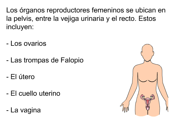 Los rganos reproductores femeninos se ubican en la pelvis, entre la vejiga urinaria y el recto. Estos incluyen:  Los ovarios Las trompas de Falopio El tero El cuello uterino La vagina