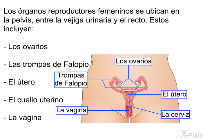 Los rganos reproductores femeninos se ubican en la pelvis, entre la vejiga urinaria y el recto. Estos incluyen:  Los ovarios Las trompas de Falopio El tero El cuello uterino La vagina