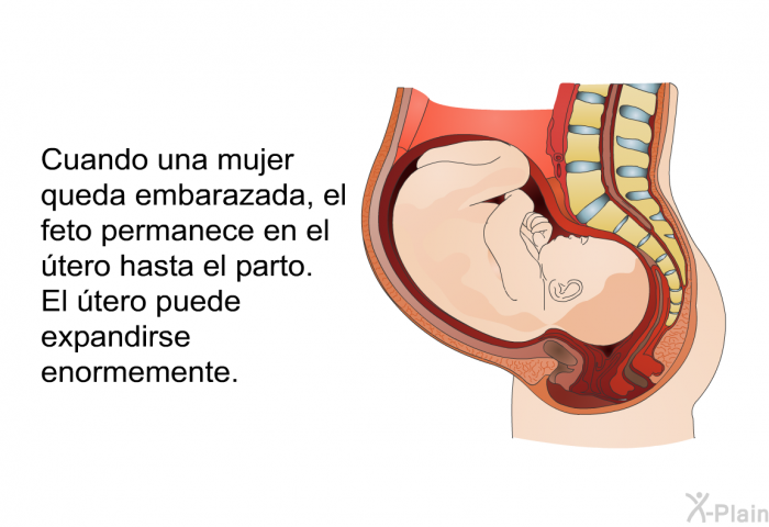 Cuando una mujer queda embarazada, el feto permanece en el tero hasta el parto. El tero puede expandirse enormemente.