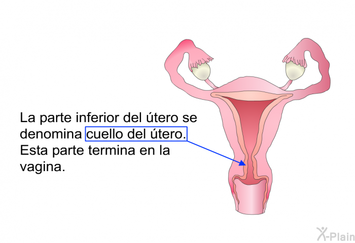 La parte inferior del tero se denomina cuello del tero. Esta parte termina en la vagina.