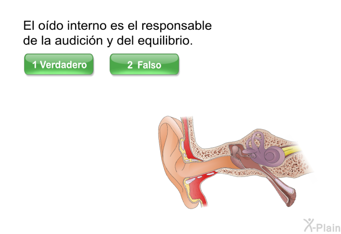 El odo interno es el responsable de la audicin y del equilibrio.