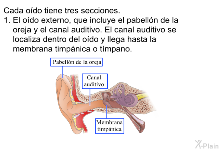 Cada odo tiene tres secciones.  El odo externo, que incluye el pabelln de la oreja y el canal auditivo. El canal auditivo se localiza dentro del odo y llega hasta la membrana timpnica o tmpano.