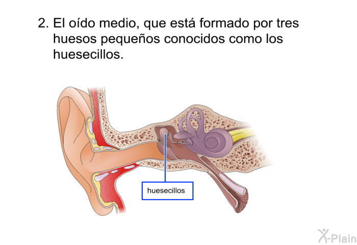 El odo medio, que est formado por tres huesos pequeos conocidos como los huesecillos.