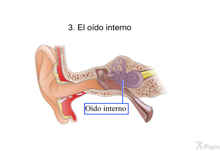 El odo interno