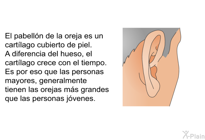 El pabelln de la oreja es un cartlago cubierto de piel. A diferencia del hueso, el cartlago crece con el tiempo. Es por eso que las personas mayores, generalmente tienen las orejas ms grandes que las personas jvenes.