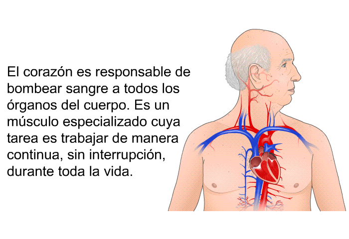 El corazn es responsable de bombear sangre a todos los rganos del cuerpo. Es un msculo especializado cuya tarea es trabajar de manera continua, sin interrupcin, durante toda la vida.