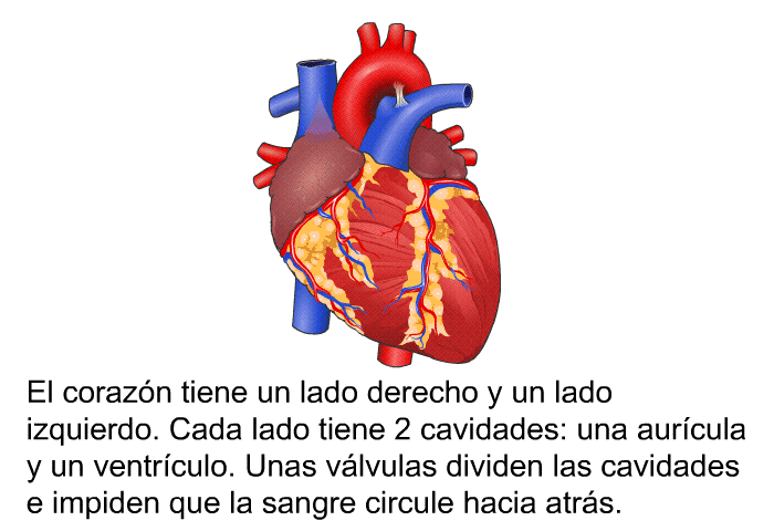El corazn tiene un lado derecho y un lado izquierdo. Cada lado tiene 2 cavidades: una aurcula y un ventrculo. Unas vlvulas dividen las cavidades e impiden que la sangre circule hacia atrs.