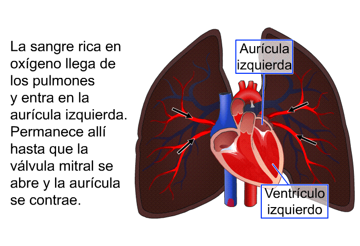 La sangre rica en oxgeno llega de los pulmones y entra en la aurcula izquierda. Permanece all hasta que la vlvula mitral se abre y la aurcula se contrae.