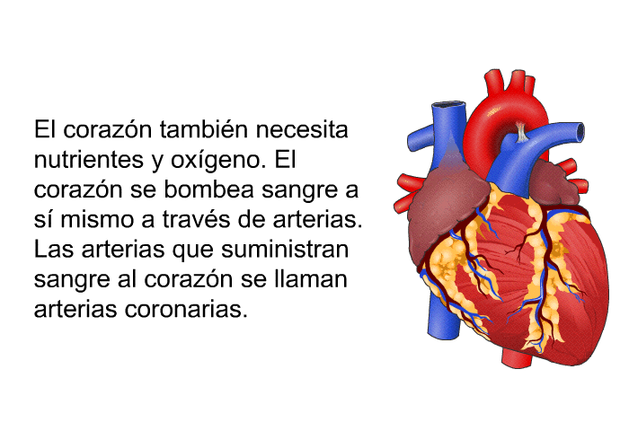 El corazn tambin necesita nutrientes y oxgeno. El corazn se bombea sangre a s mismo a travs de arterias. Las arterias que suministran sangre al corazn se llaman arterias coronarias.