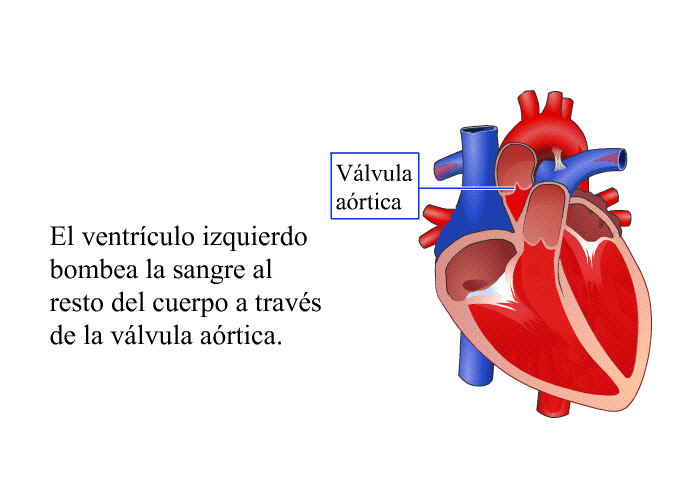 El ventrculo izquierdo bombea la sangre al resto del cuerpo a travs de la vlvula artica.