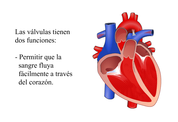 Las vlvulas tienen dos funciones:  Permitir que la sangre fluya fcilmente a travs del corazn.