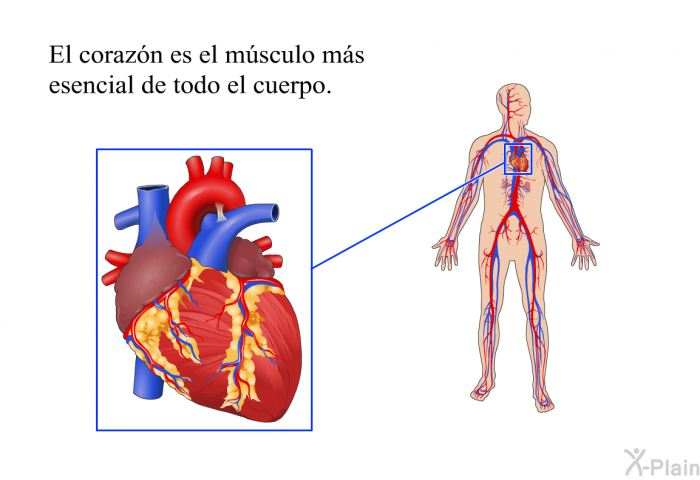 El corazn es el msculo ms esencial de todo el cuerpo.