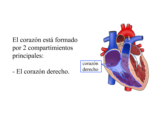 El corazn est formado por 2 compartimientos principales:  El corazn derecho.