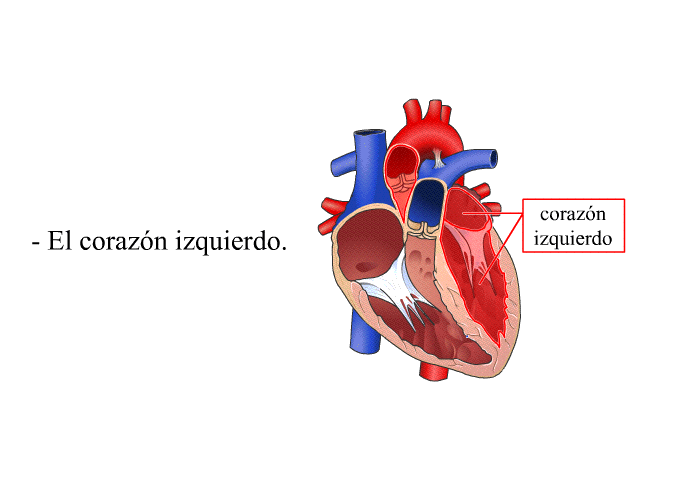 El corazn izquierdo.