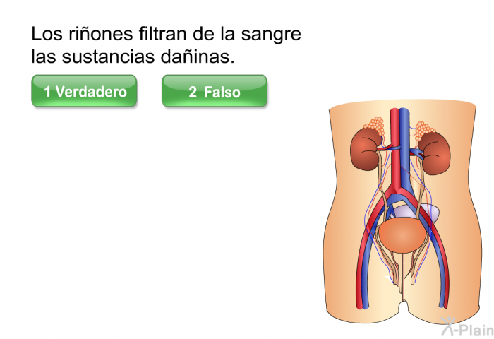 Los riones filtran de la sangre las sustancias dainas. Escoja verdadero o falso.