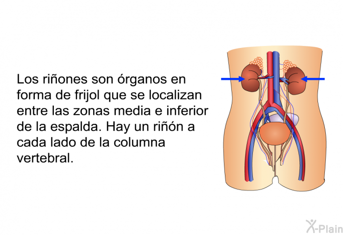 Los riones son rganos en forma de frijol que se localizan entre las zonas media e inferior de la espalda. Hay un rin a cada lado de la columna vertebral.