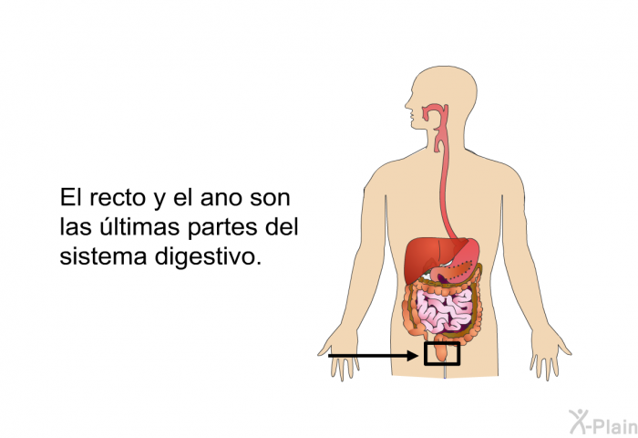 El recto y el ano son las ltimas partes del sistema digestivo.