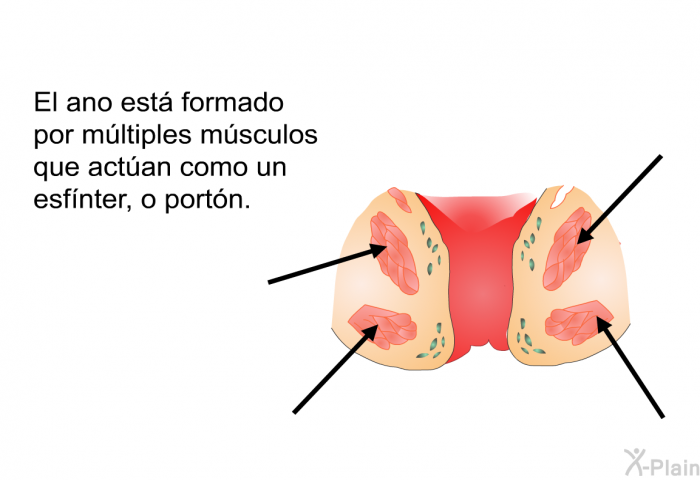 El ano est formado por mltiples msculos que actan como un esfnter, o portn.