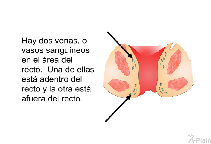 Hay dos venas, o vasos sanguneos en el rea del recto. Una de ellas est adentro del recto y la otra est afuera del recto.