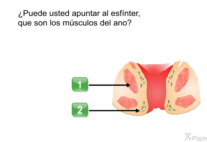 ¿Puede usted apuntar al esfnter, que son los msculos del ano?