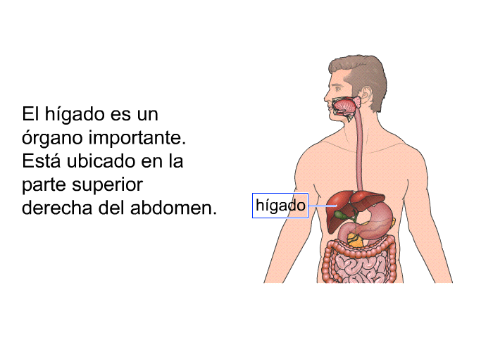 El hgado es un rgano importante. Est ubicado en la parte superior derecha del abdomen.