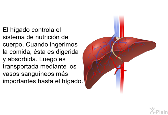 El hgado controla el sistema de nutricin del cuerpo. Cuando ingerimos la comida, sta es digerida y absorbida. Luego es transportada mediante los vasos sanguneos ms importantes hasta el hgado.