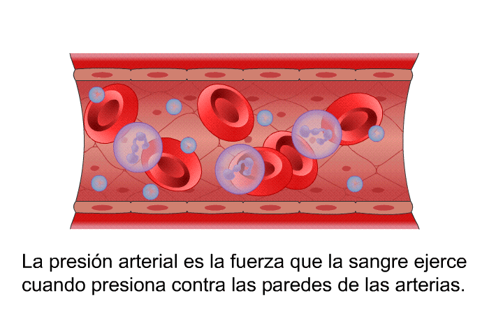 La presin arterial es la fuerza que la sangre ejerce cuando presiona contra las paredes de las arterias.