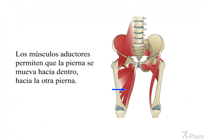 Los m�sculos aductores permiten que la pierna se mueva hacia dentro, hacia la otra pierna.
