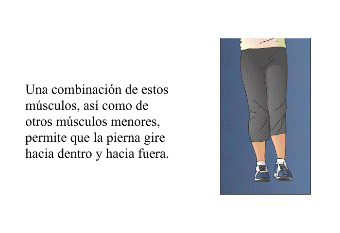Una combinaci�n de estos m�sculos, as� como de otros m�sculos menores, permite que la pierna gire hacia dentro y hacia fuera.